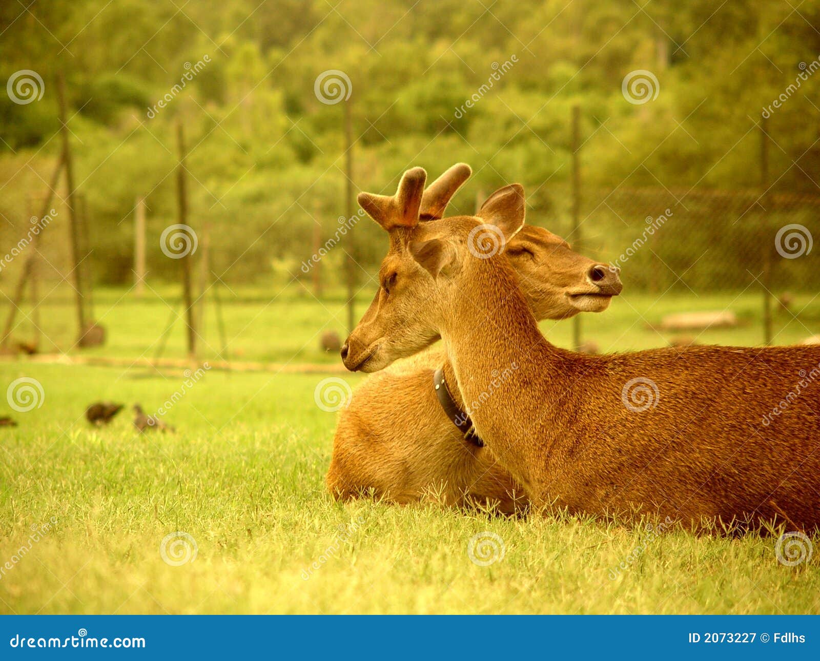 Deers, Mauritius stock image. Image of mammal, park, sharing 2073227