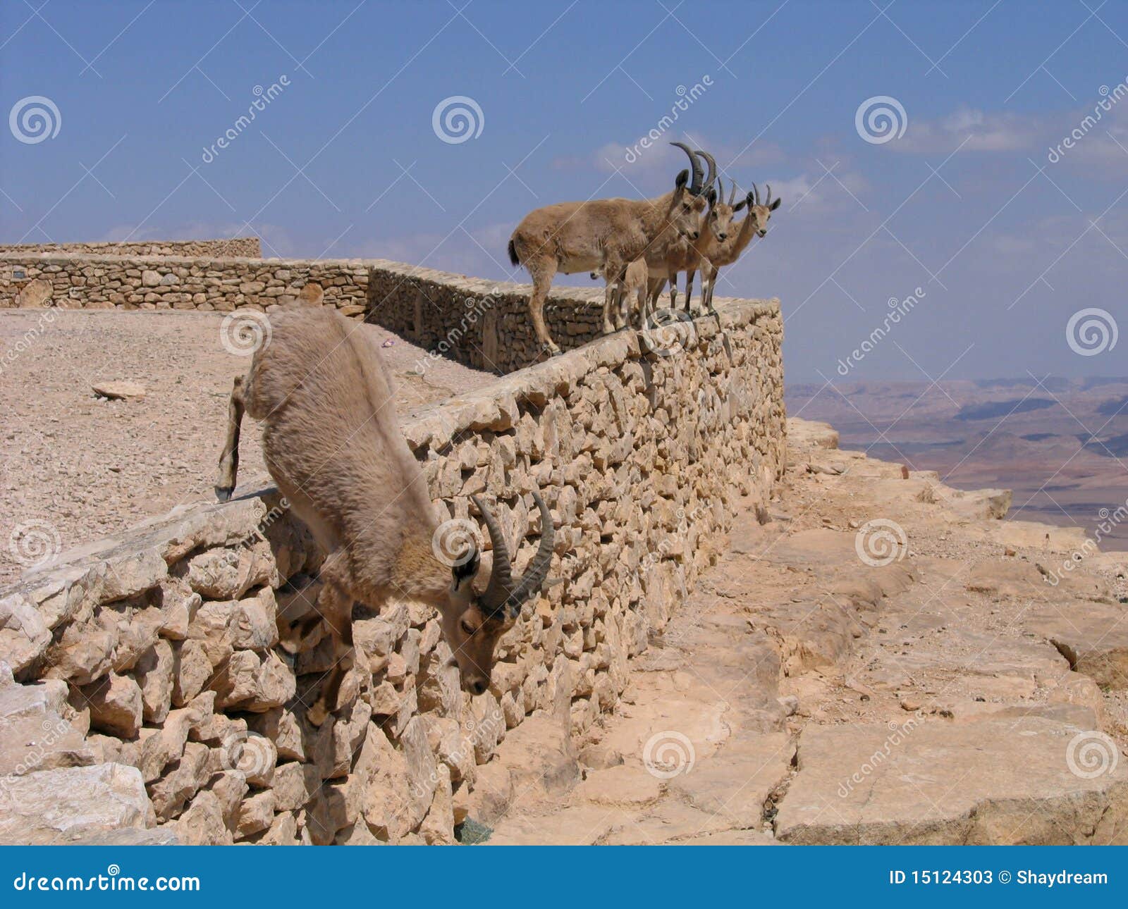 deers at ramon crater (makhtesh), israel