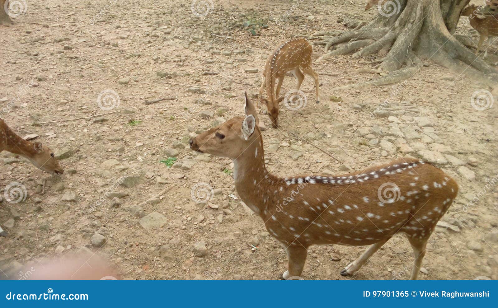 Sarnath Zoo Stock Photos Free & RoyaltyFree Stock Photos from Dreamstime