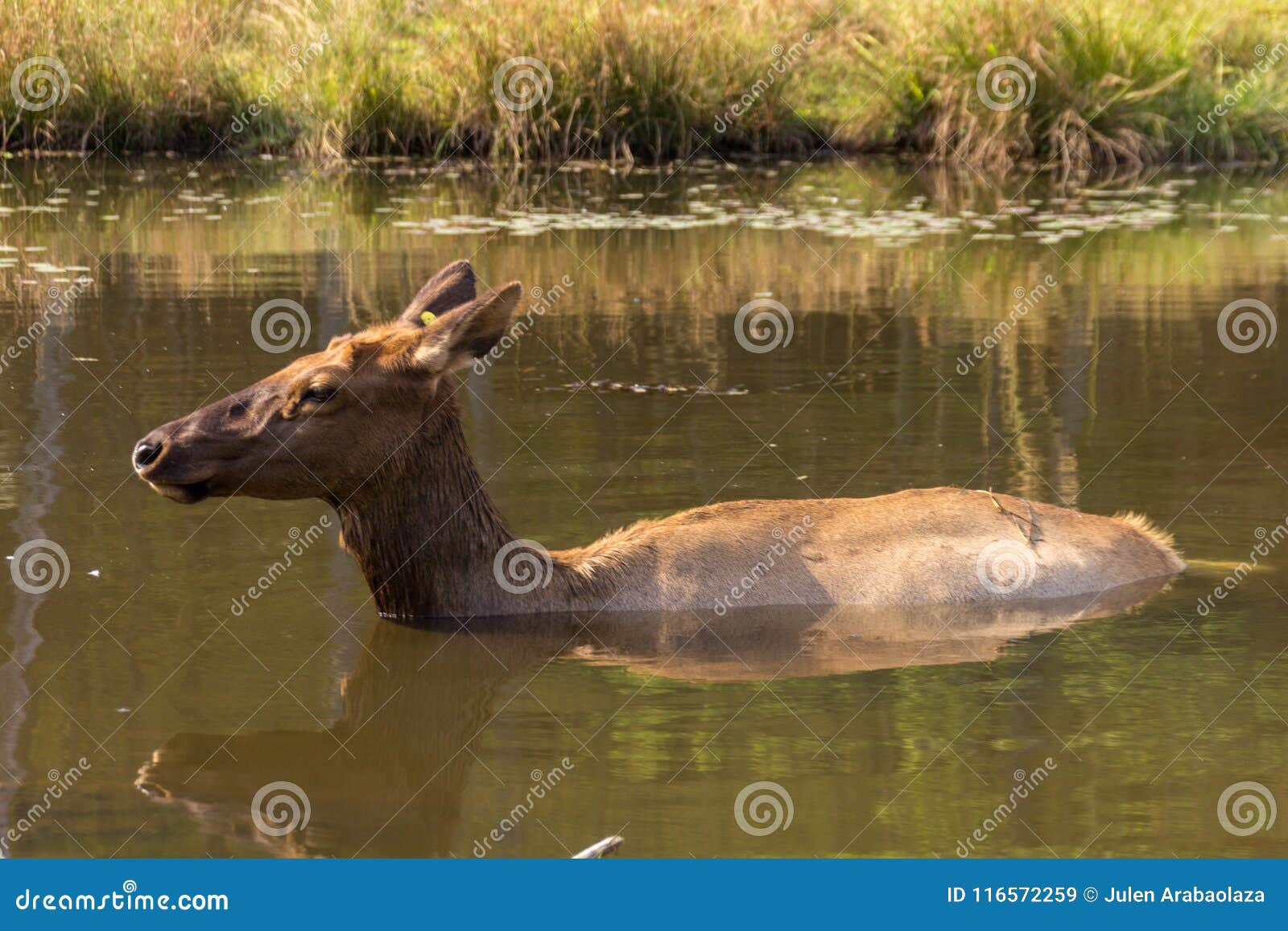 Deers σε Parc ωμέγα Καναδάς