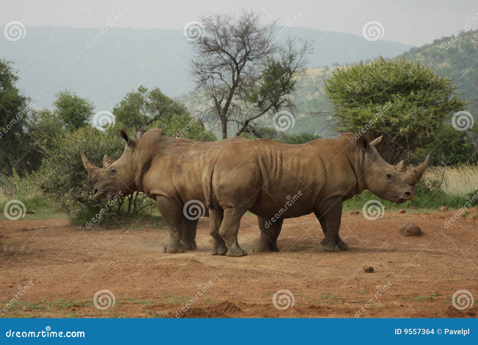 defending rhinos