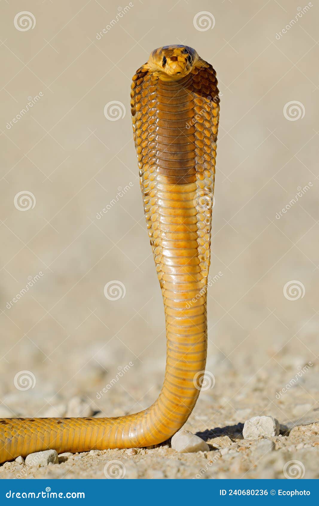 Cape Cobra Snake Stock Photography | CartoonDealer.com #7576988