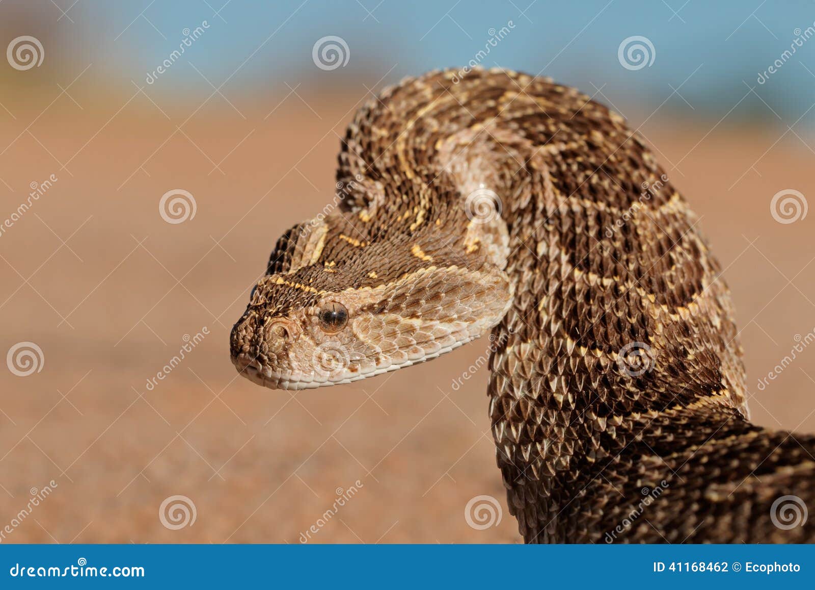 defensive puff adder