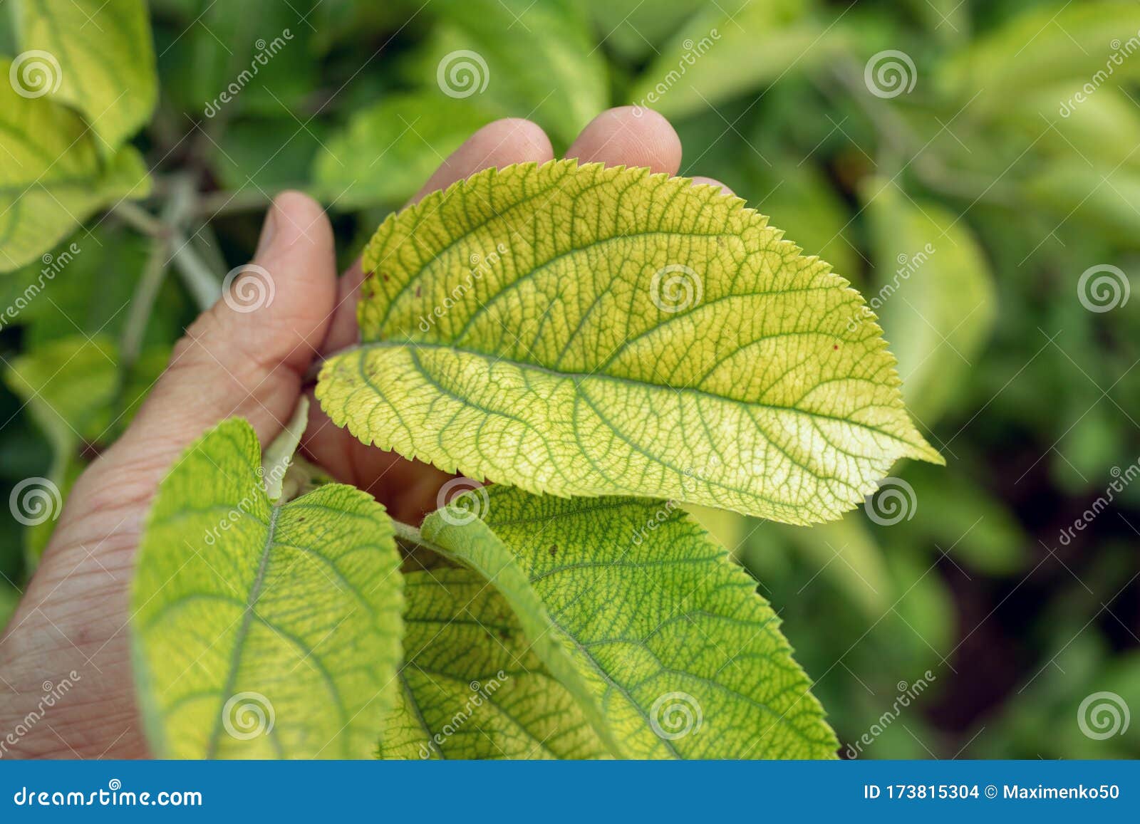 Deficiency Of Minerals In Plant. Lack Of Nitrogen, Potassium. Iron
