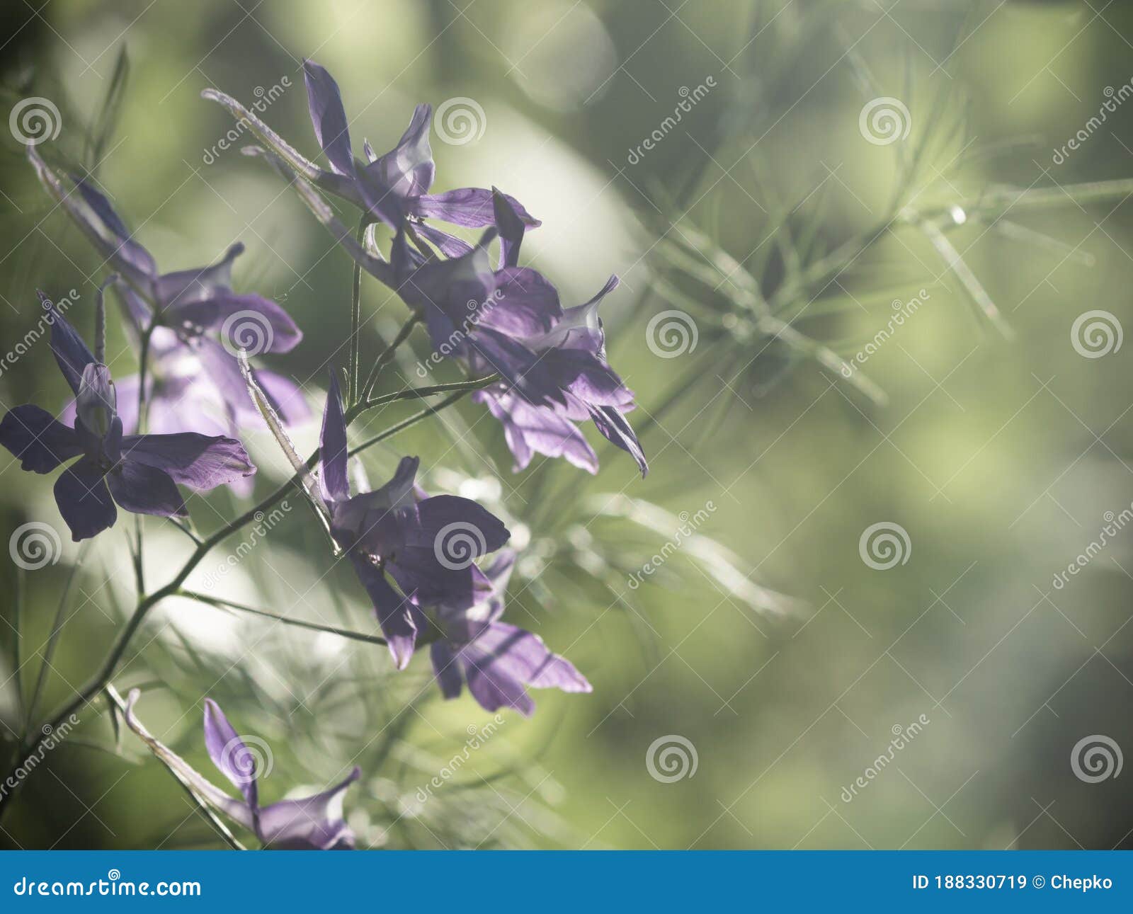 defocused bokeh background of wilde flowers