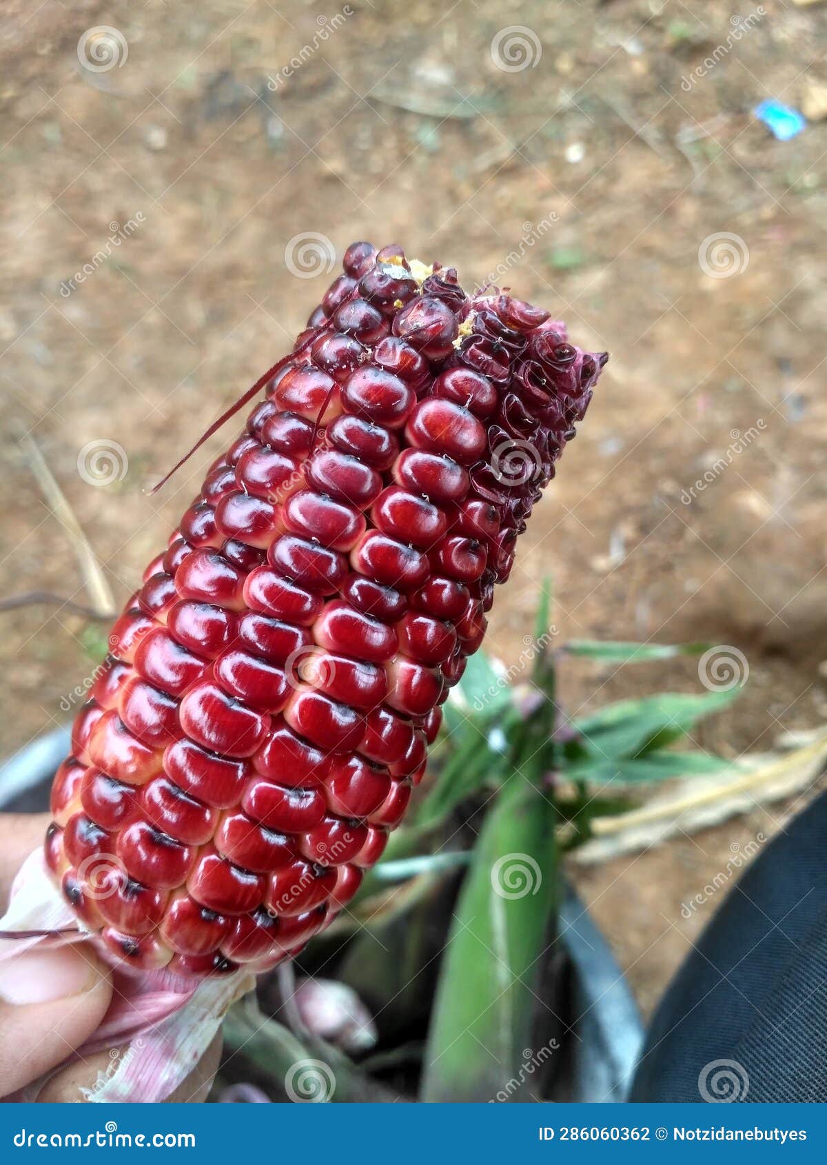 Defocused Sweet Red Corn Plant Stock Photo Image of sweet, plant