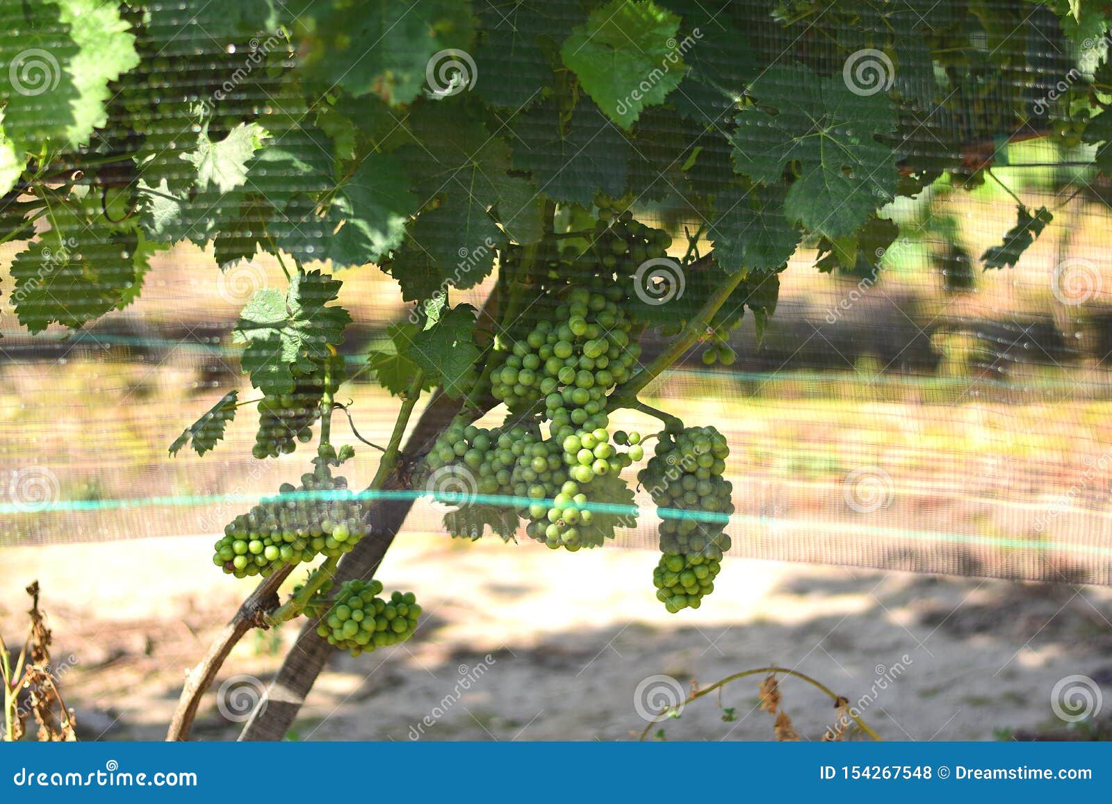 grapevine under anti-heil net