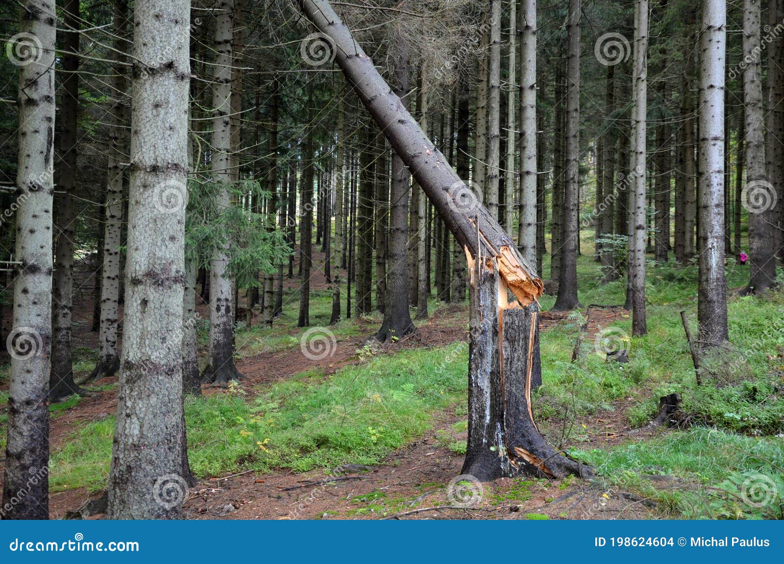 deforestation due to bark beetle calamity, natural woodpecker protection has failed and mining machines must board harvesters and