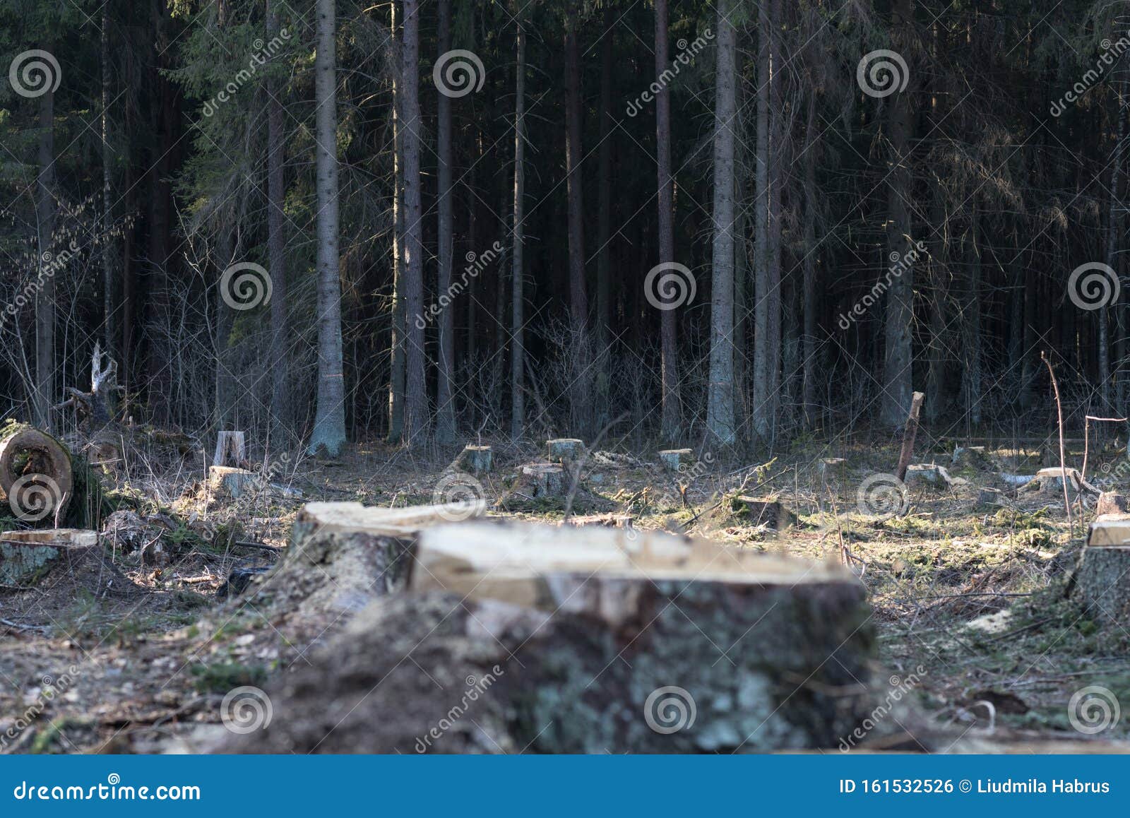 Deforestation in Europe and Around the World, Environmental Problems