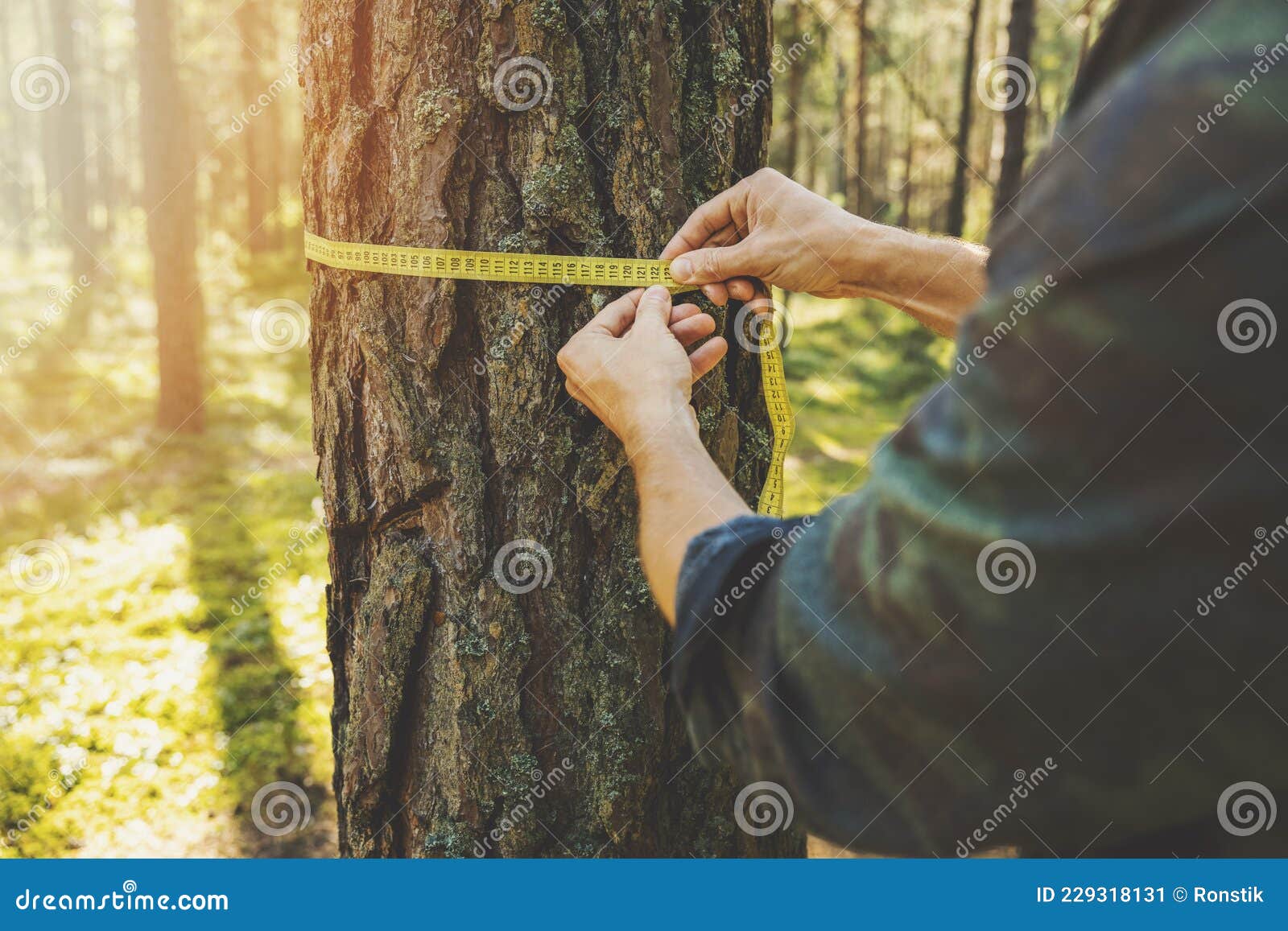 deforestation and forest valuation - man measuring the circumference of a tree with a ruler tape