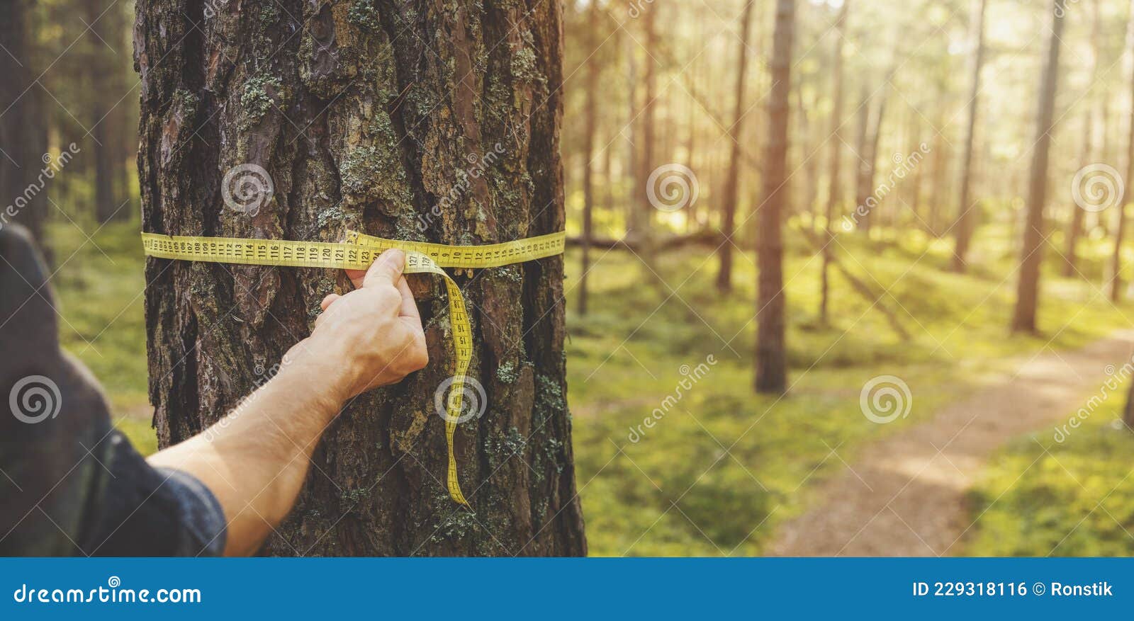 deforestation and forest valuation - man measuring the circumference of a pine tree with a ruler tape. copy space