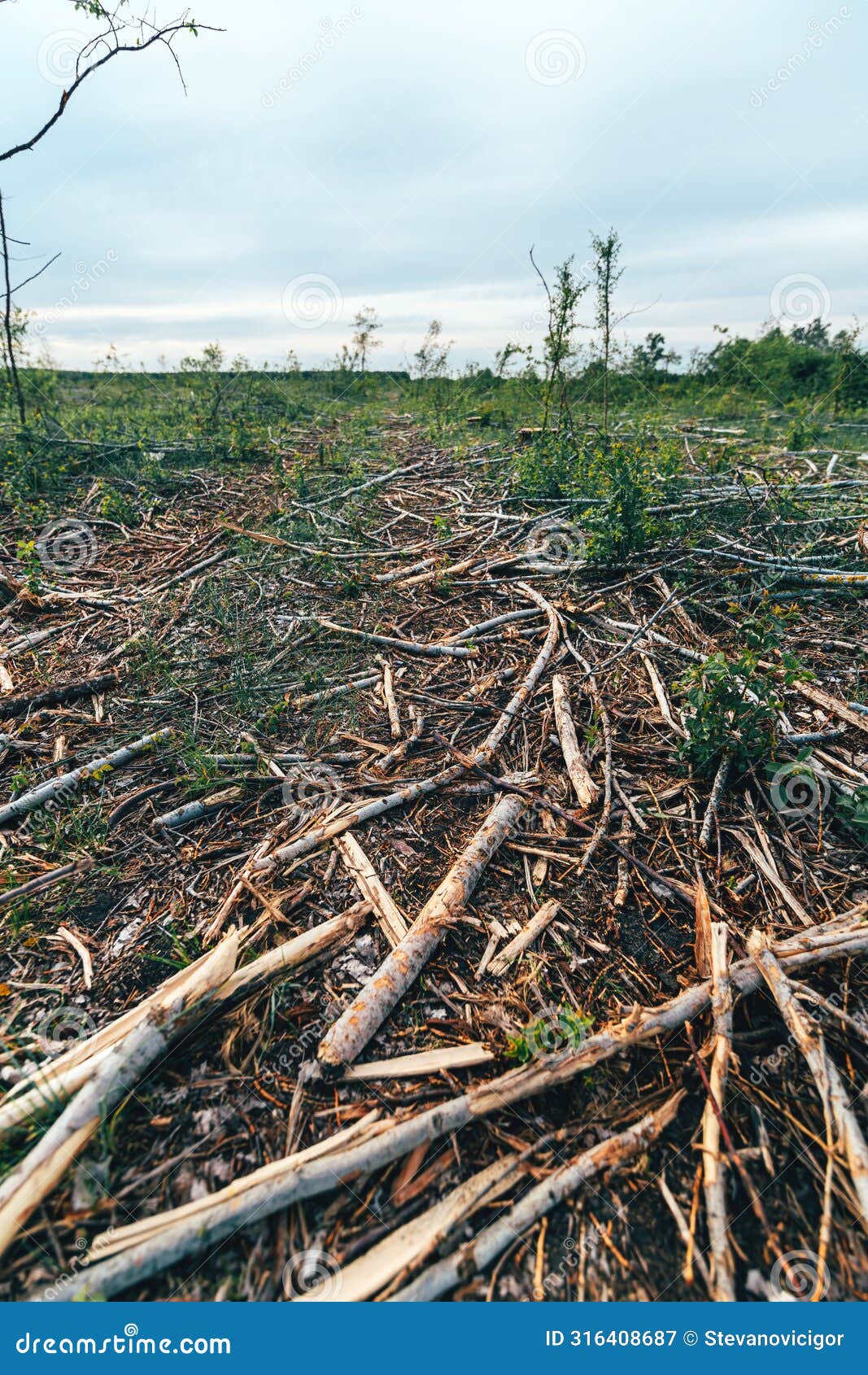 deforestation site, vast landscape of former forest with tree stumps and branches after cutting down trees