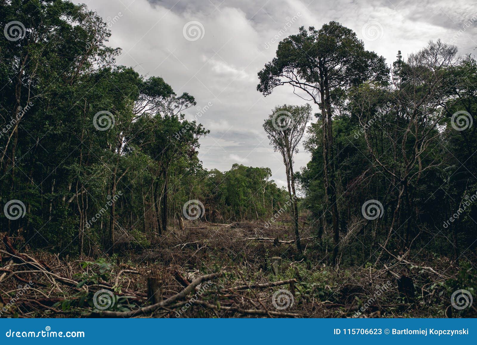 deforestation of a tropical rain forest