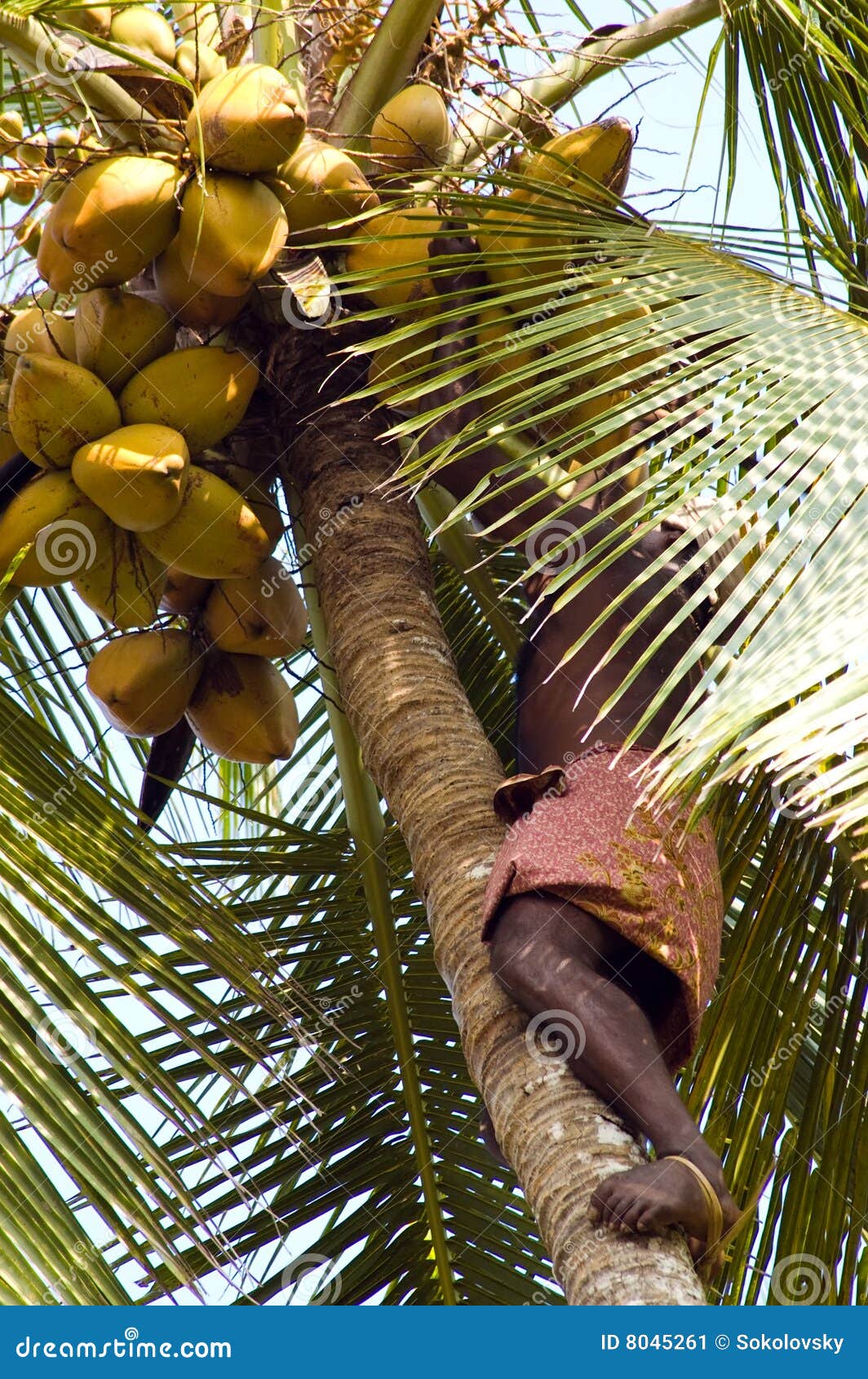 Deft Indian Man Picking Coconut Stock Image Image of food, natural