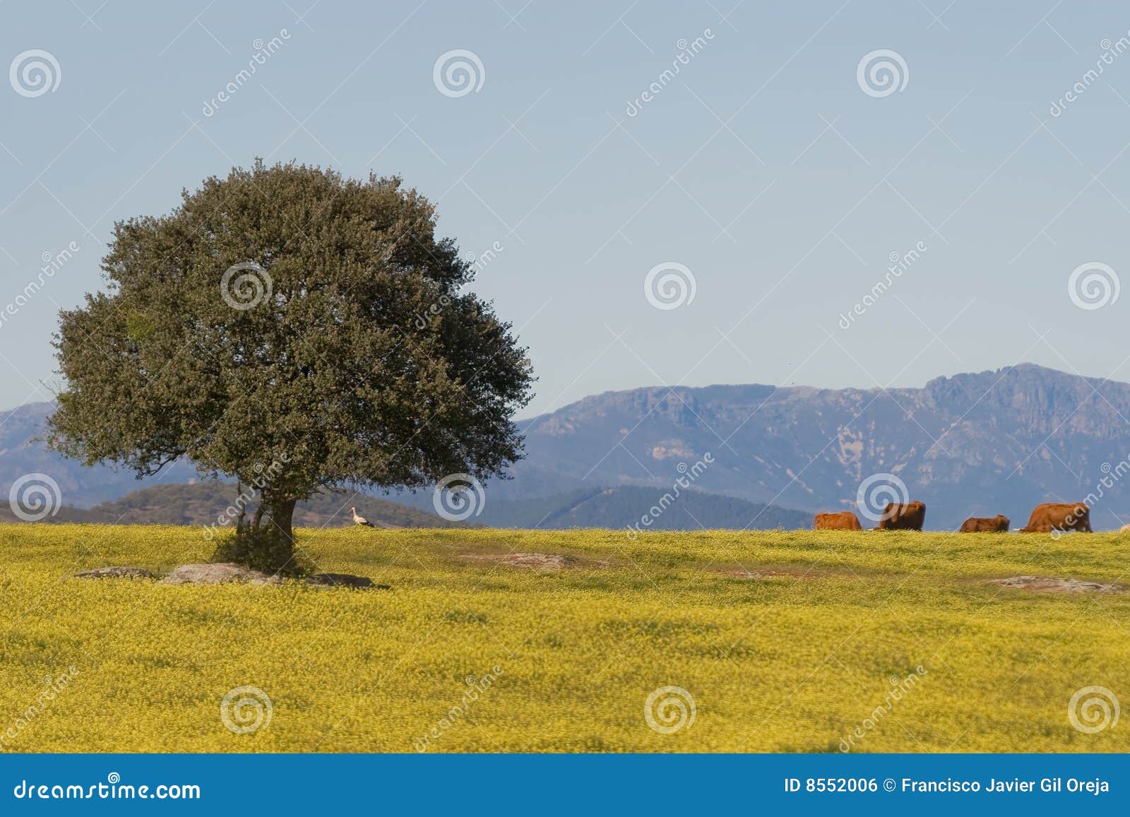 Dehesa, Extremadura (Spanien) Stockfoto Bild von landschaft, eiche