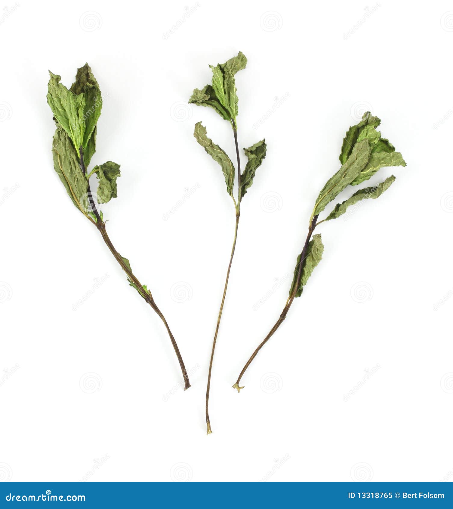 Dehydrated Organic Mint Herb Stock Image Image of dehydrated, brown