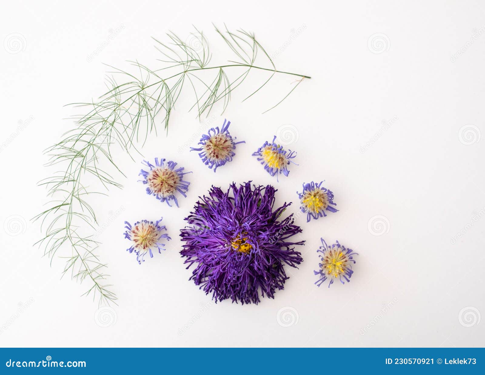 dried purple aster flowers and asparaus leaf, laid out in a pattern on a white background.