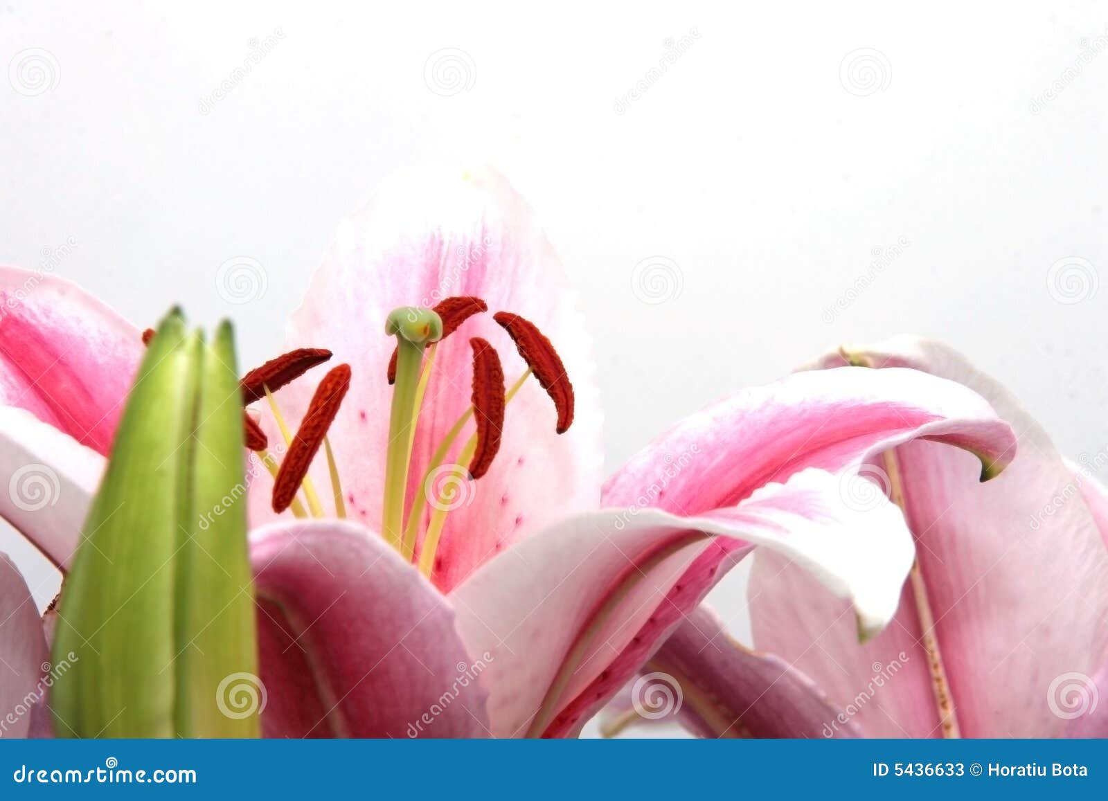 Dekorative Blumen. Ornamental blüht Blumenstrauß mit grünen Blättern