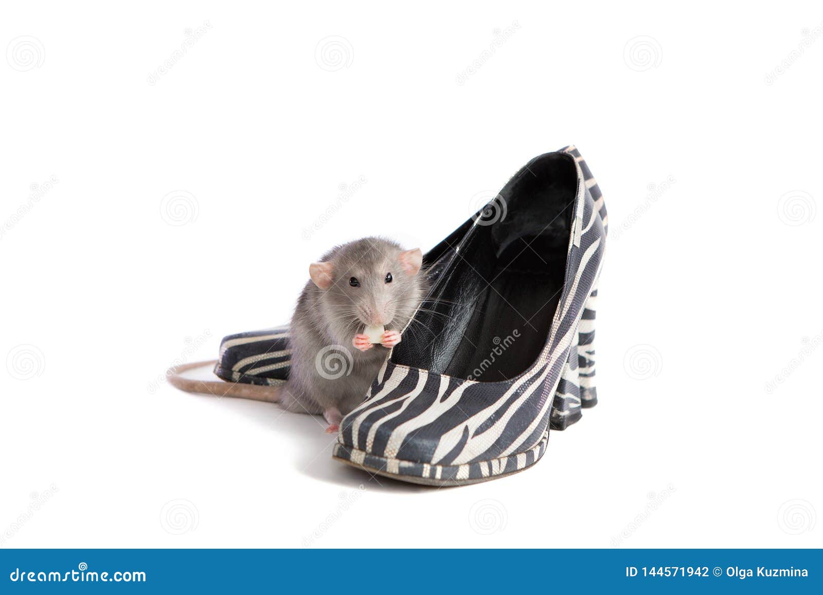 Dekorative Dumbo Ratte Nahe Bei Weiblichen Schuhen Auf ...