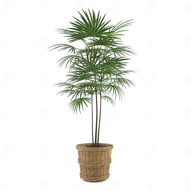 Dekorative Palme im Topf stock abbildung. Illustration von landschaft