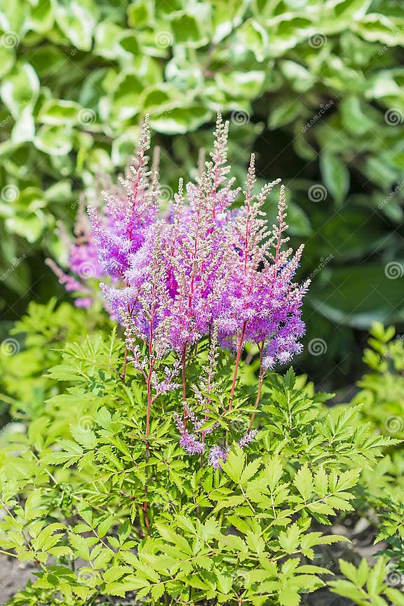 Dekorativer Gartenblume AstilbaRosa Lat Astilbe Stockfoto Bild von