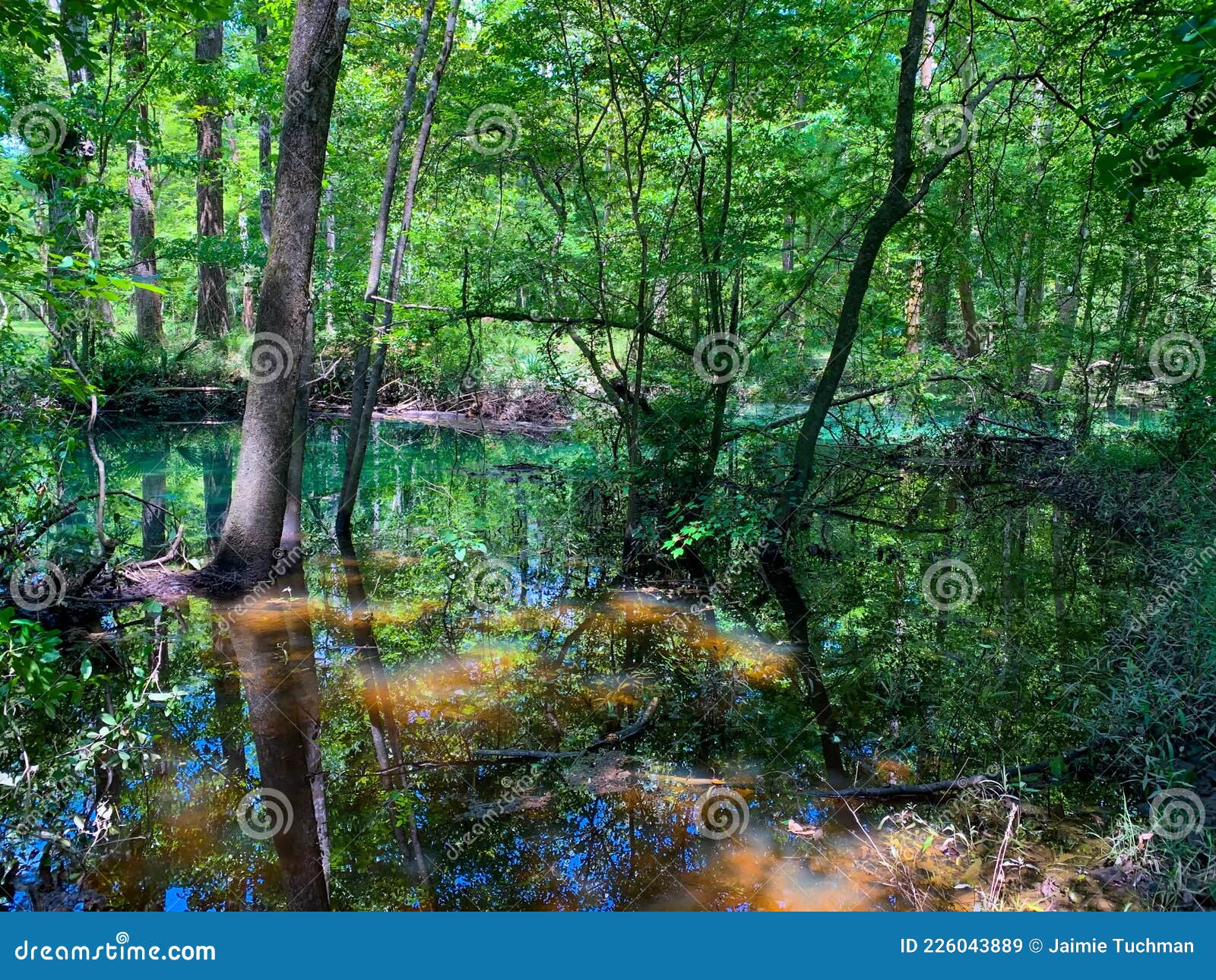 DeLeon Springs State Park in Florida Stock Image Image of mountain