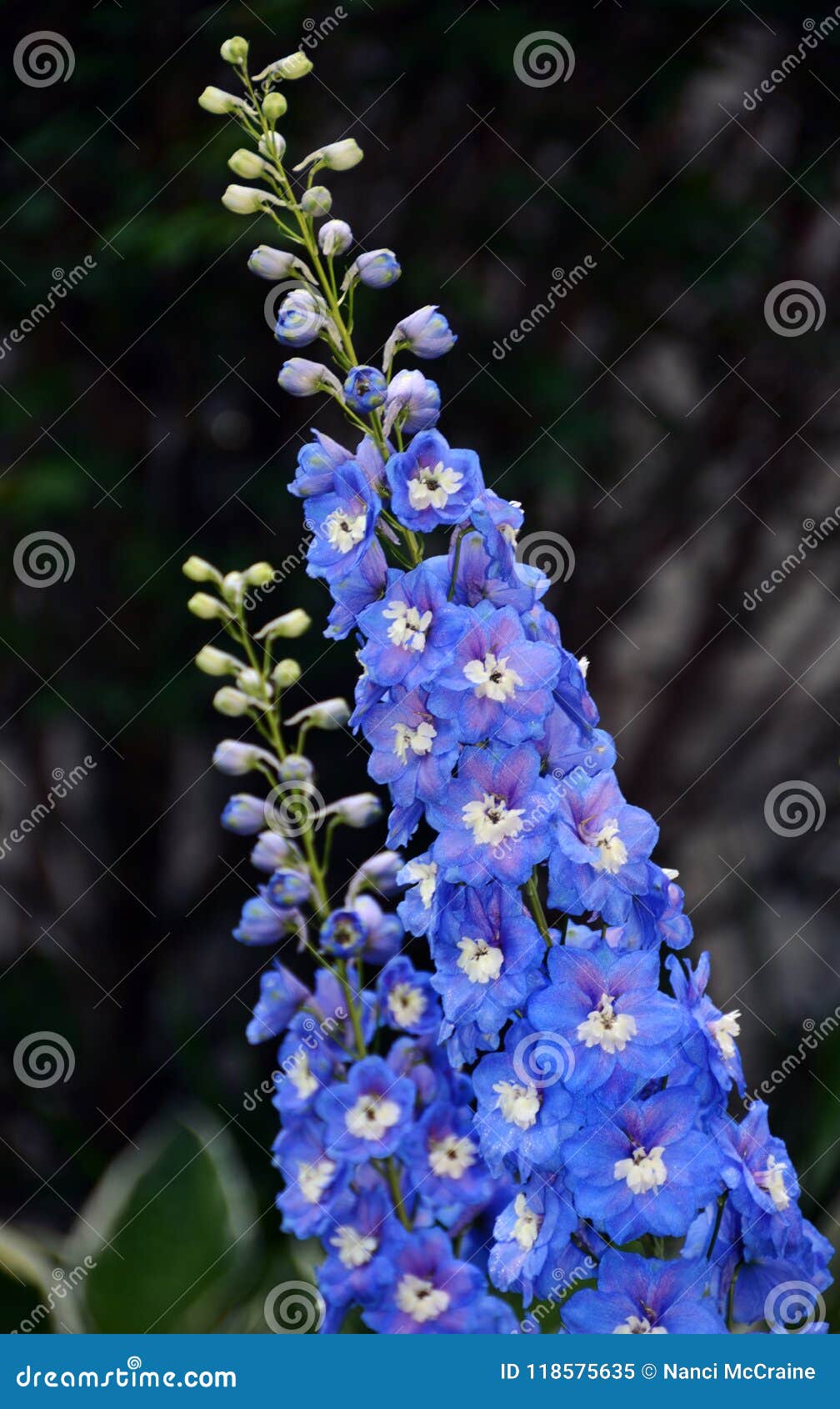 Delfínio Azul Da Espora Com Centro Da Flor Branca Imagem de Stock - Imagem  de centro, hemisfério: 118575635, image size:1008x1690