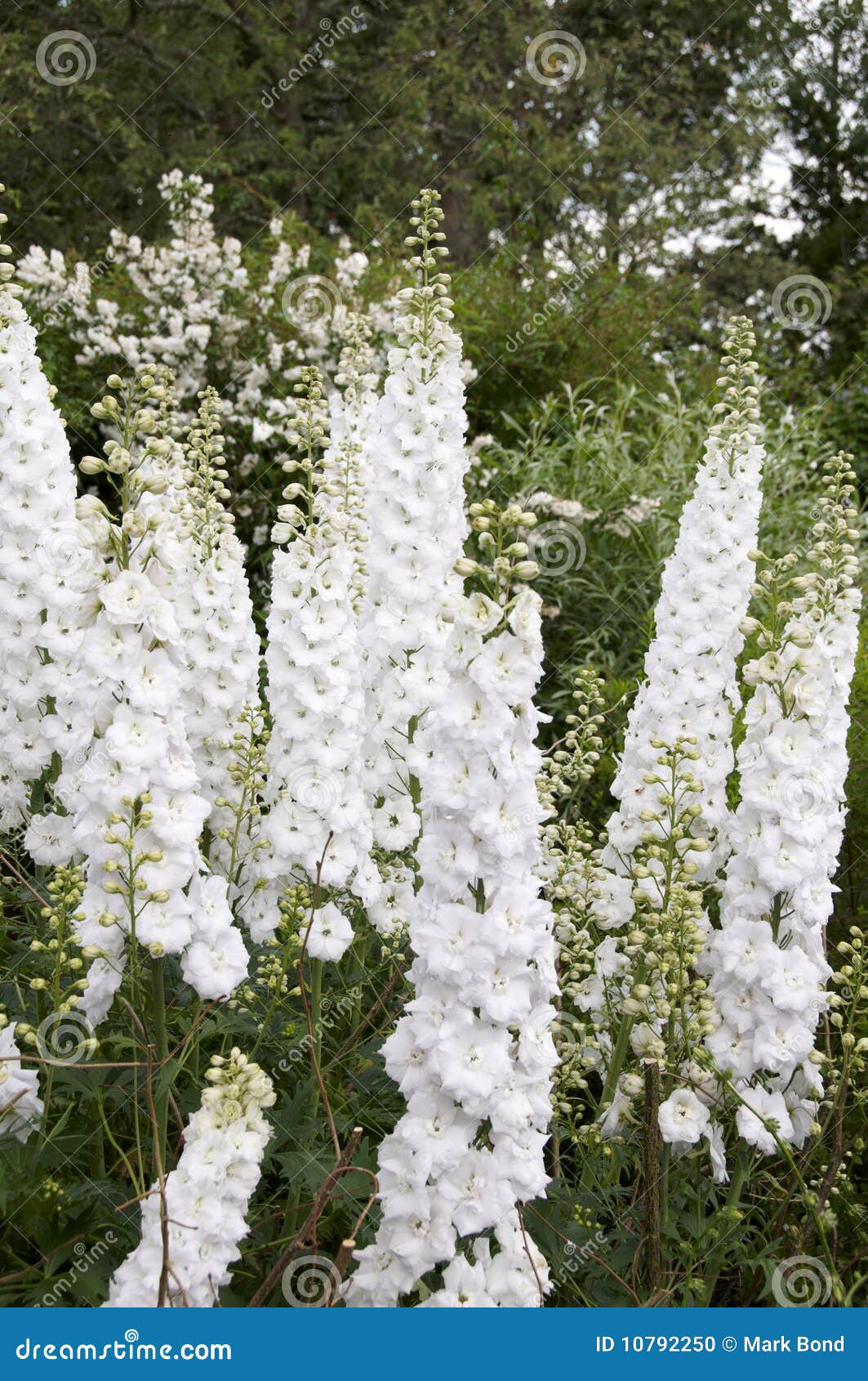 Delfínio foto de stock. Imagem de branco, espora, nave - 10792250, image size:1063x1690