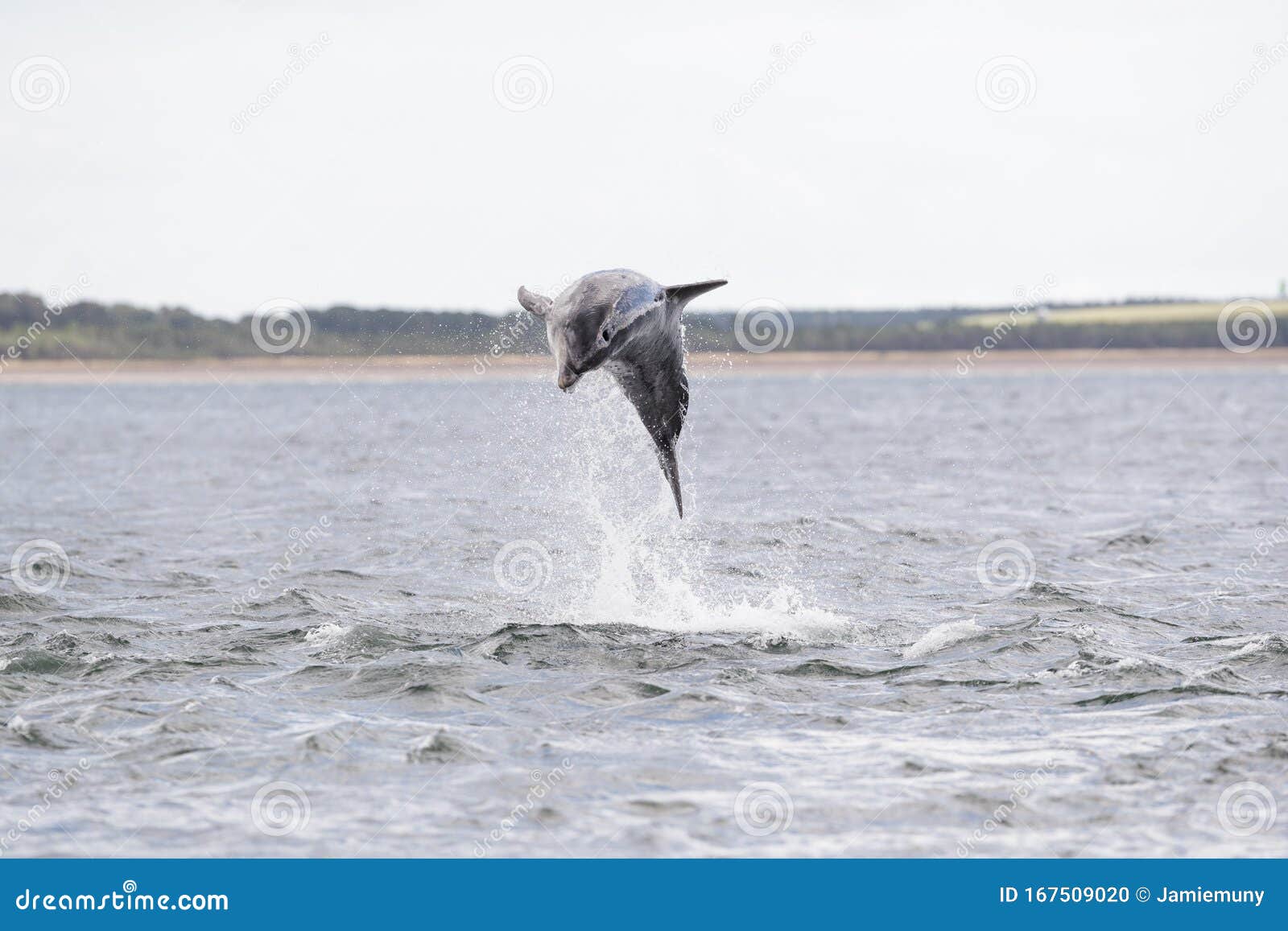 Delfines Saltando Foto De Archivo Imagen De Saltando