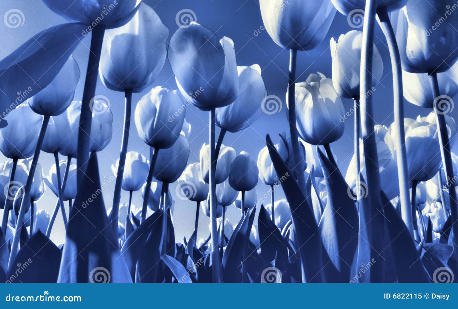 Delft s Blue tulip field stock image. Image of background 6822115
