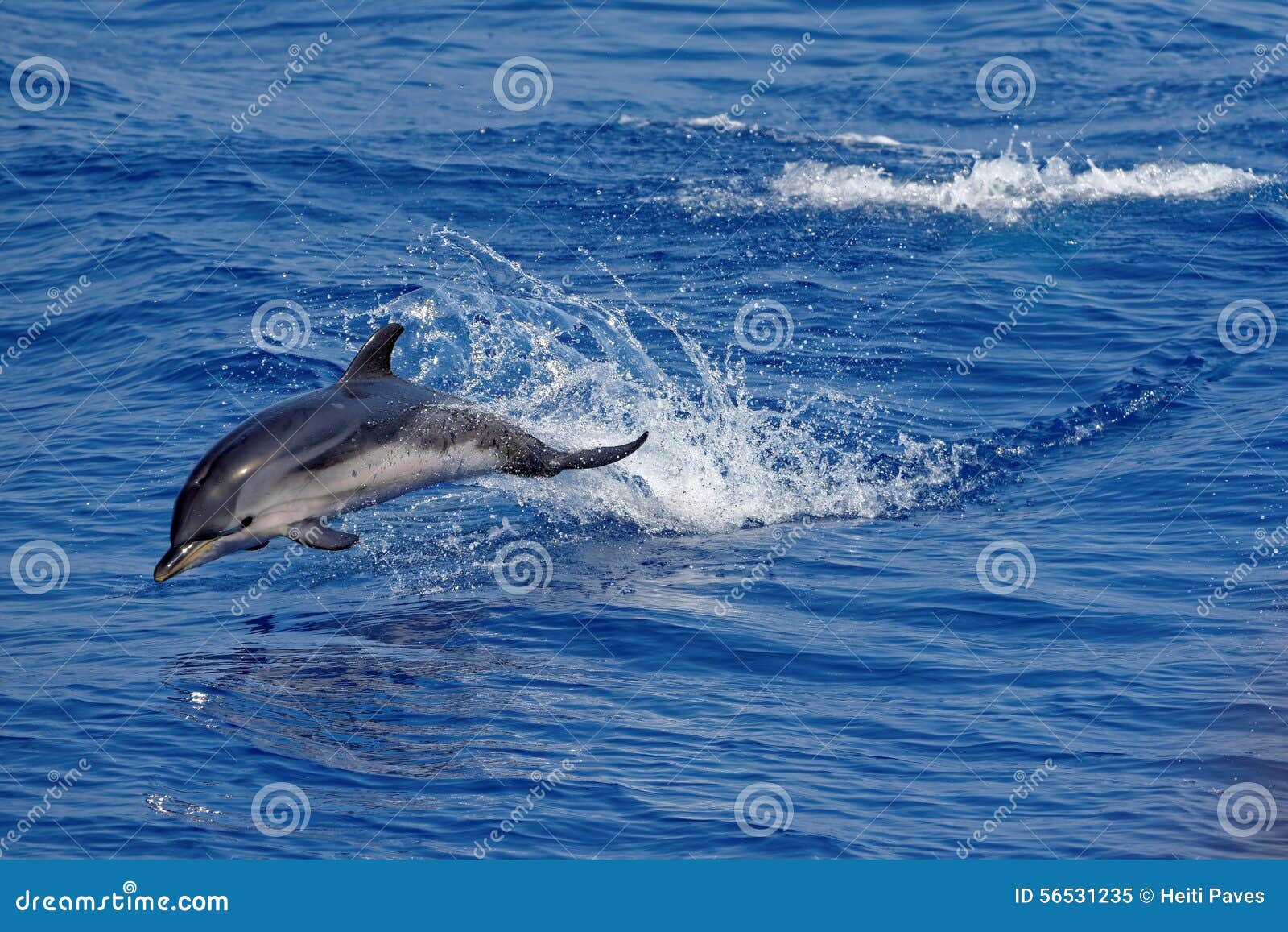 Delfínes en el golfo de Génova. Delfínes comunes (delphis del Delphinus) que nadan en el golfo de Génova, mar ligur