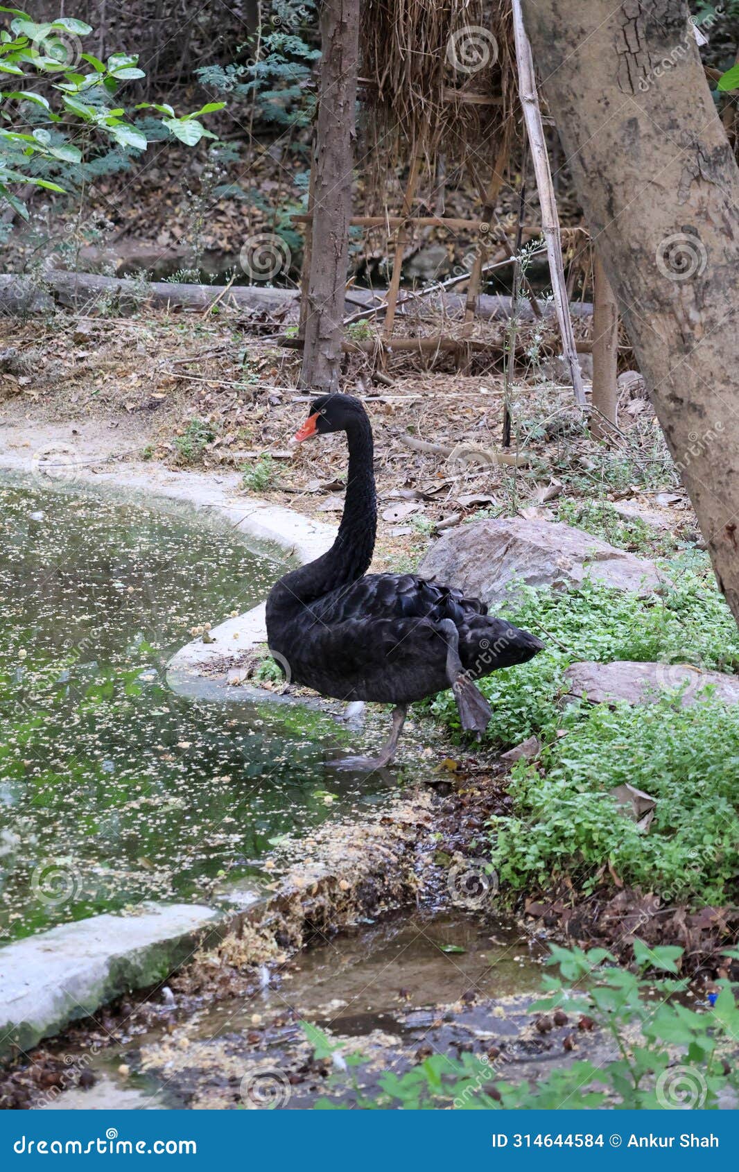 delhi zoological park, india - 13 april 2024, random bird photography