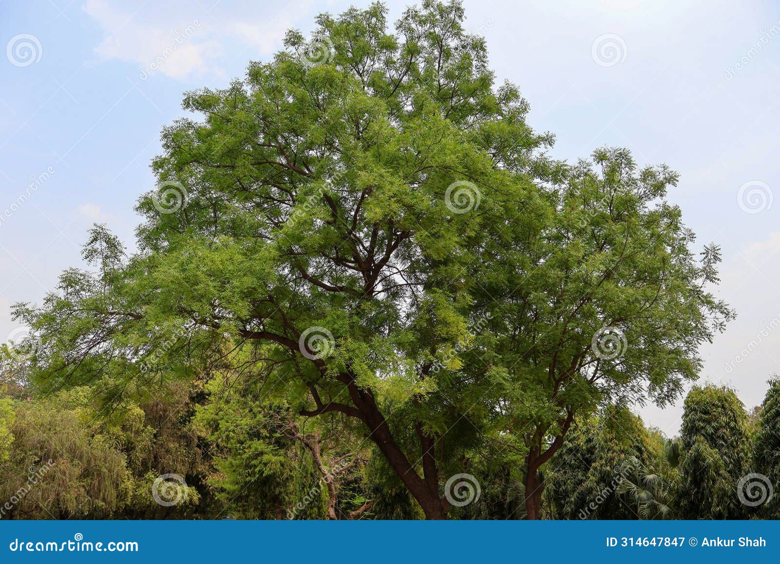 delhi zoological park, india - 13 april 2024, random picture of trees in blue sky in black and white.