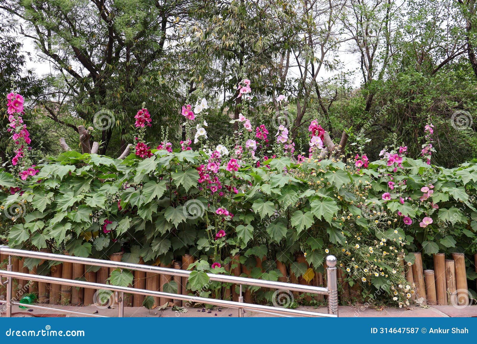 delhi zoological park, india - 13 april 2024, random pictures of beautiful flowers