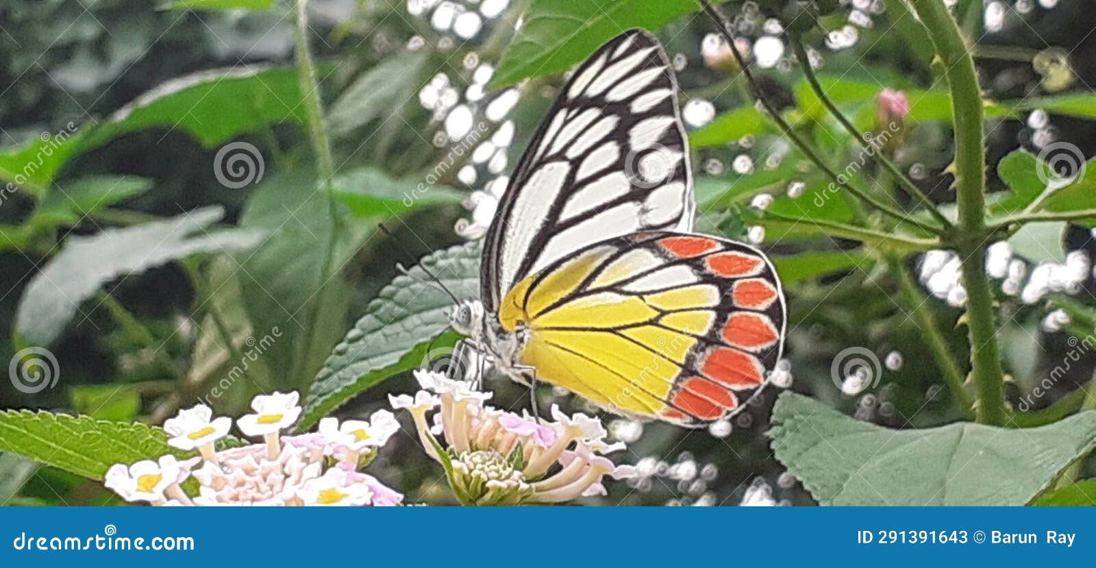 delias eucharis butterfly sitting on flower for collecting nectar and pollen