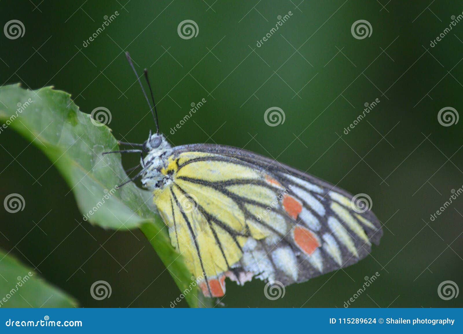 common jezebel butterfly