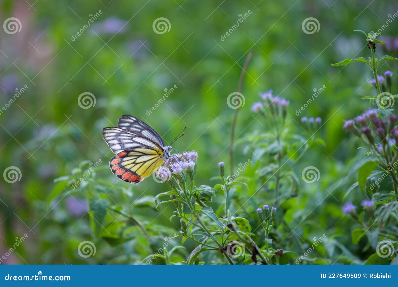 the indian jezebel butterfly resting on the flower plants during spring season.
