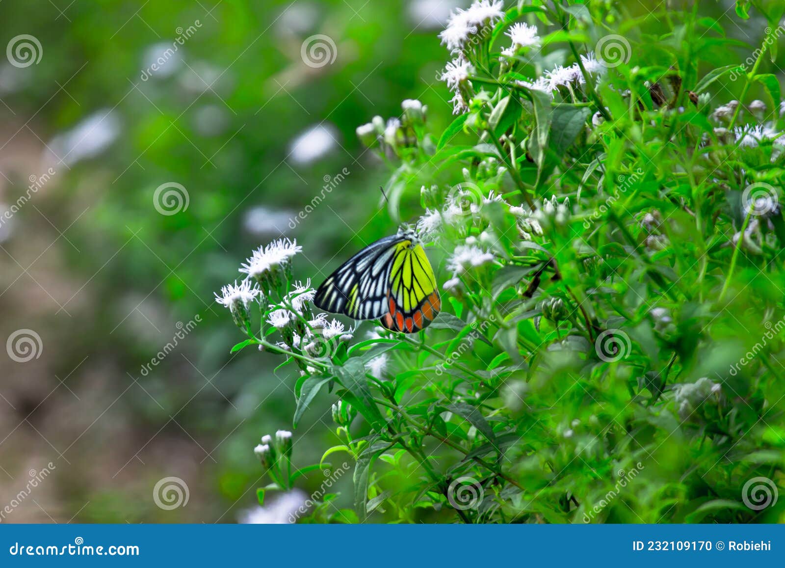 the indian jezebel butterfly resting on the flower plants during spring season.