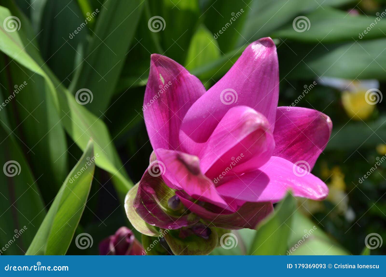 Delicada Flor Rosa De Planta Turmérica Ou Curcuma Longa Em Jardim De Cabana  Britânica Num Dia De Verão Belo Chão Ao Ar Livre Imagem de Stock - Imagem  de florescer, pétala: 179369093