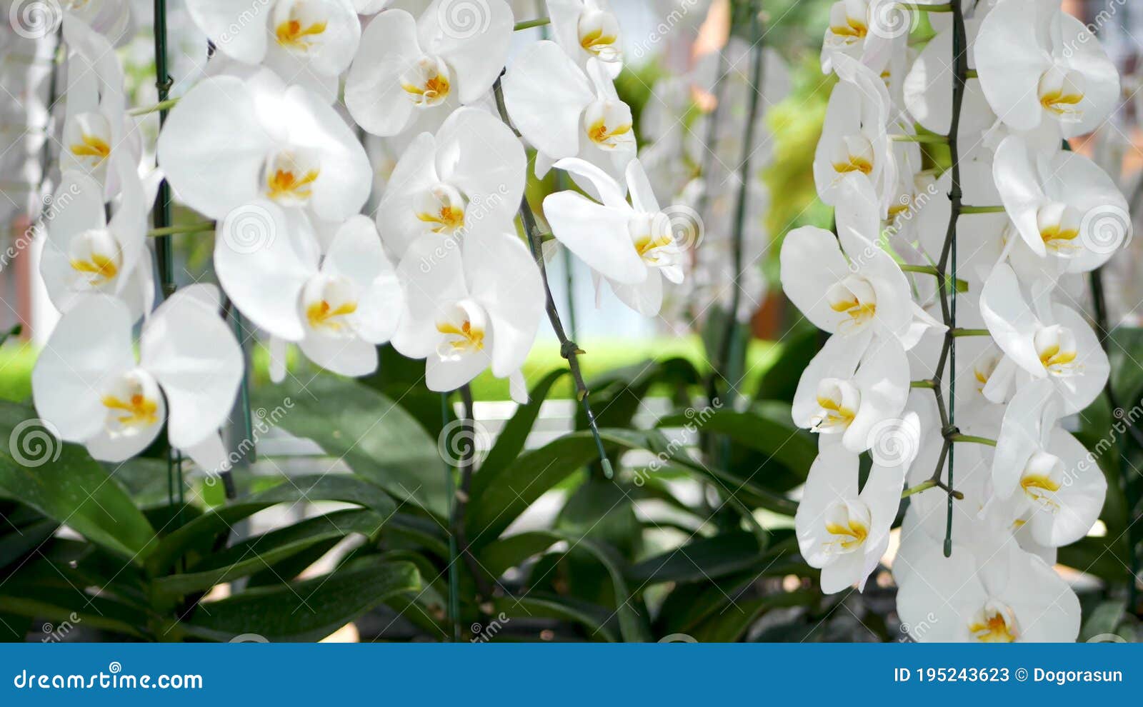 Delicadas Flores Blancas Elegantes De Orquídea Con Centros Amarillos a La  Luz Del Sol. Cerrar Macro De Pétalos Tropicales En El Ja Imagen de archivo  - Imagen de pétalos, aromaterapia: 195243623