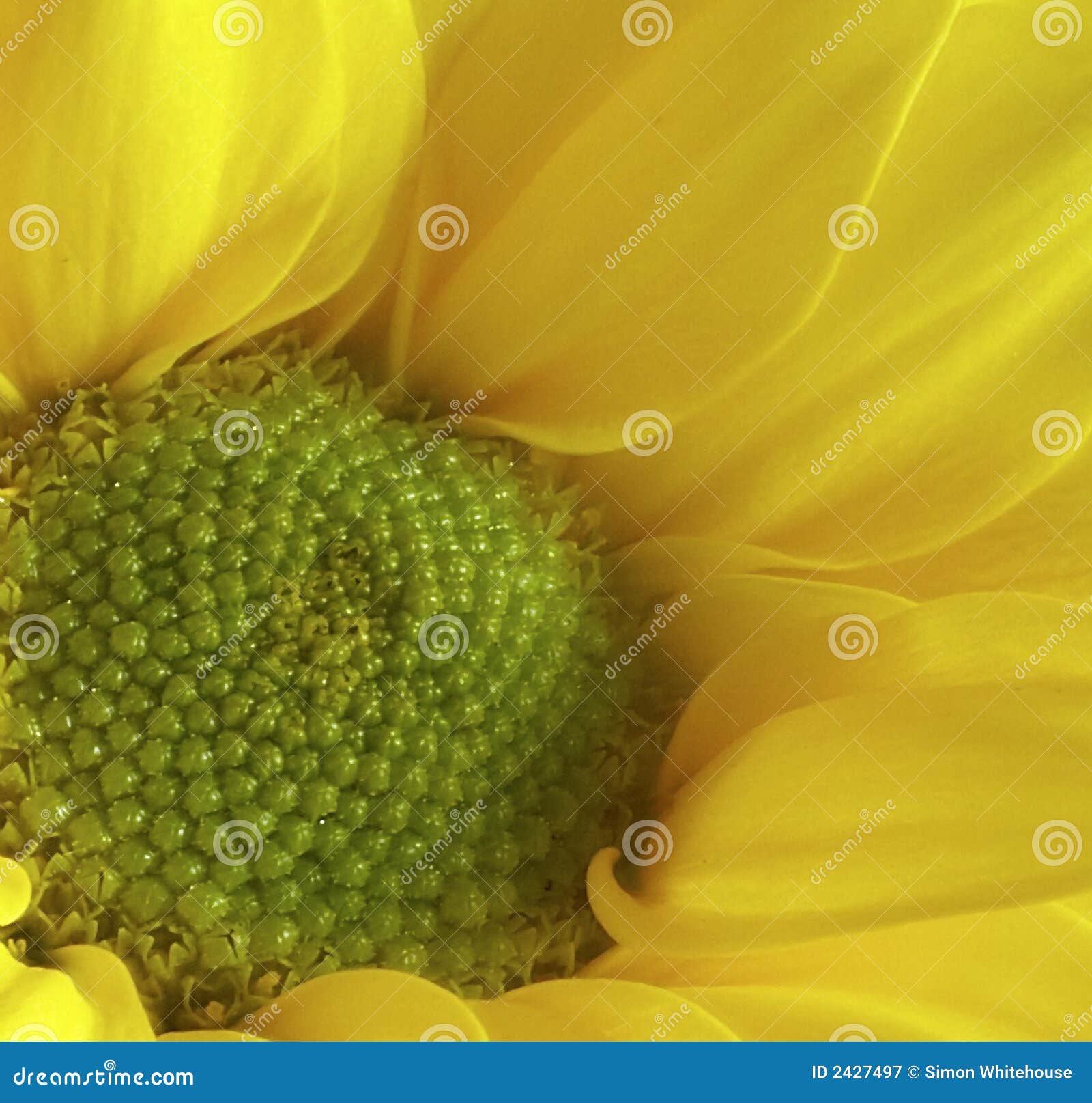 Un cierre encima del tiro macro de un crisantemo amarillo. La demostración del detalle apenas cómo es delicado son estas flores vibrantes.