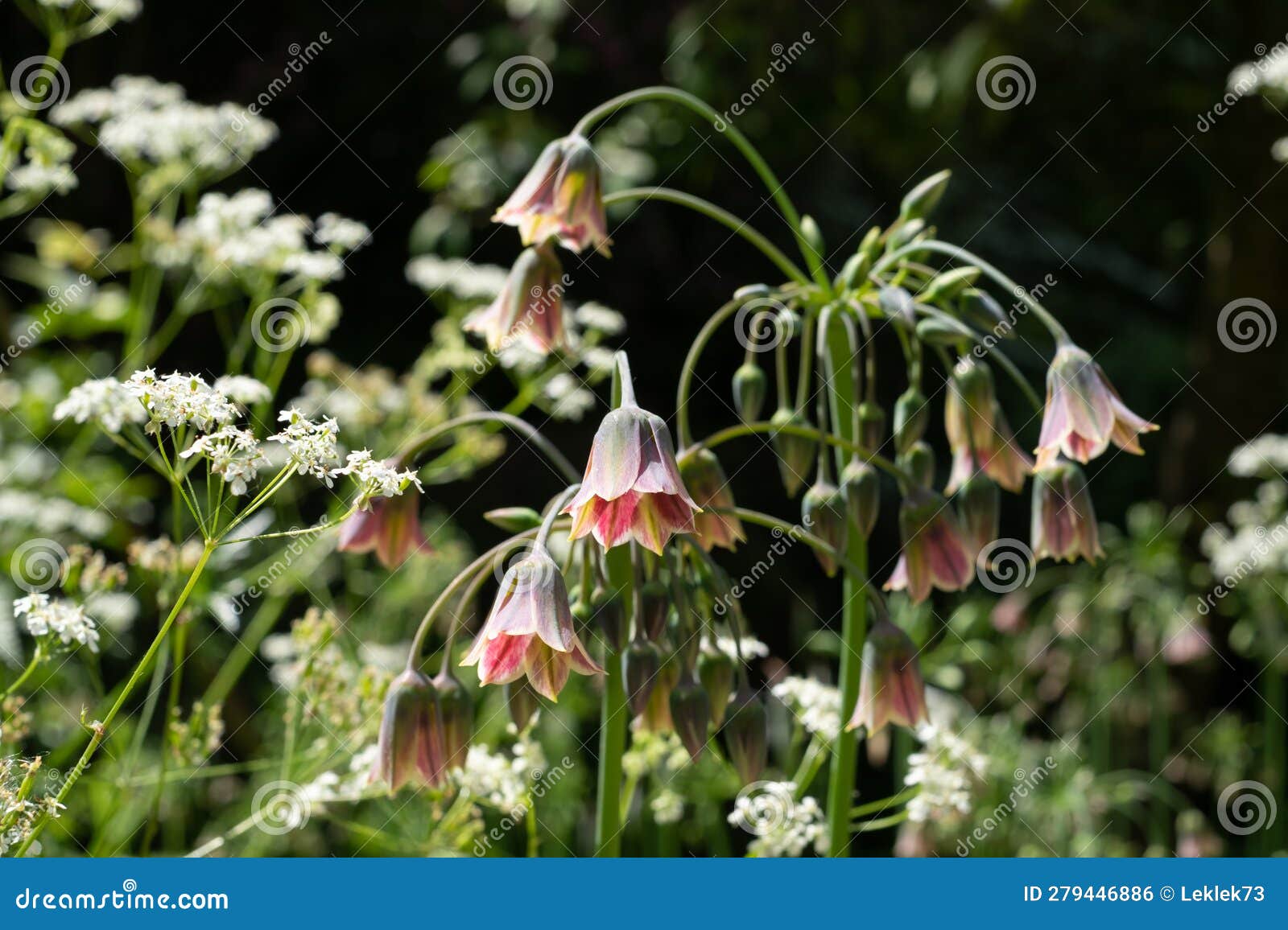 allium siculum flowers and cow parsley reflect the sun in a garden in hartley wintney, hampshire, uk