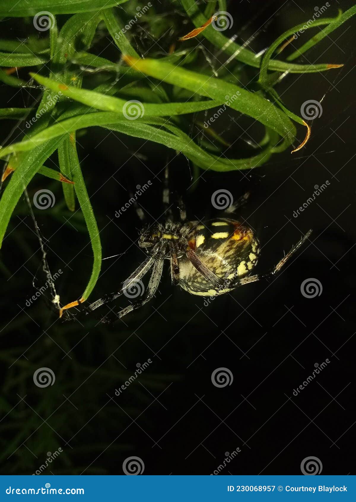 delicate art of web weaving
