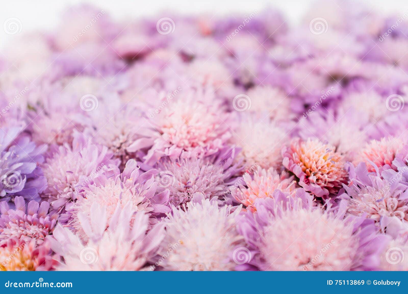 delicate aster background, romantic flower placer