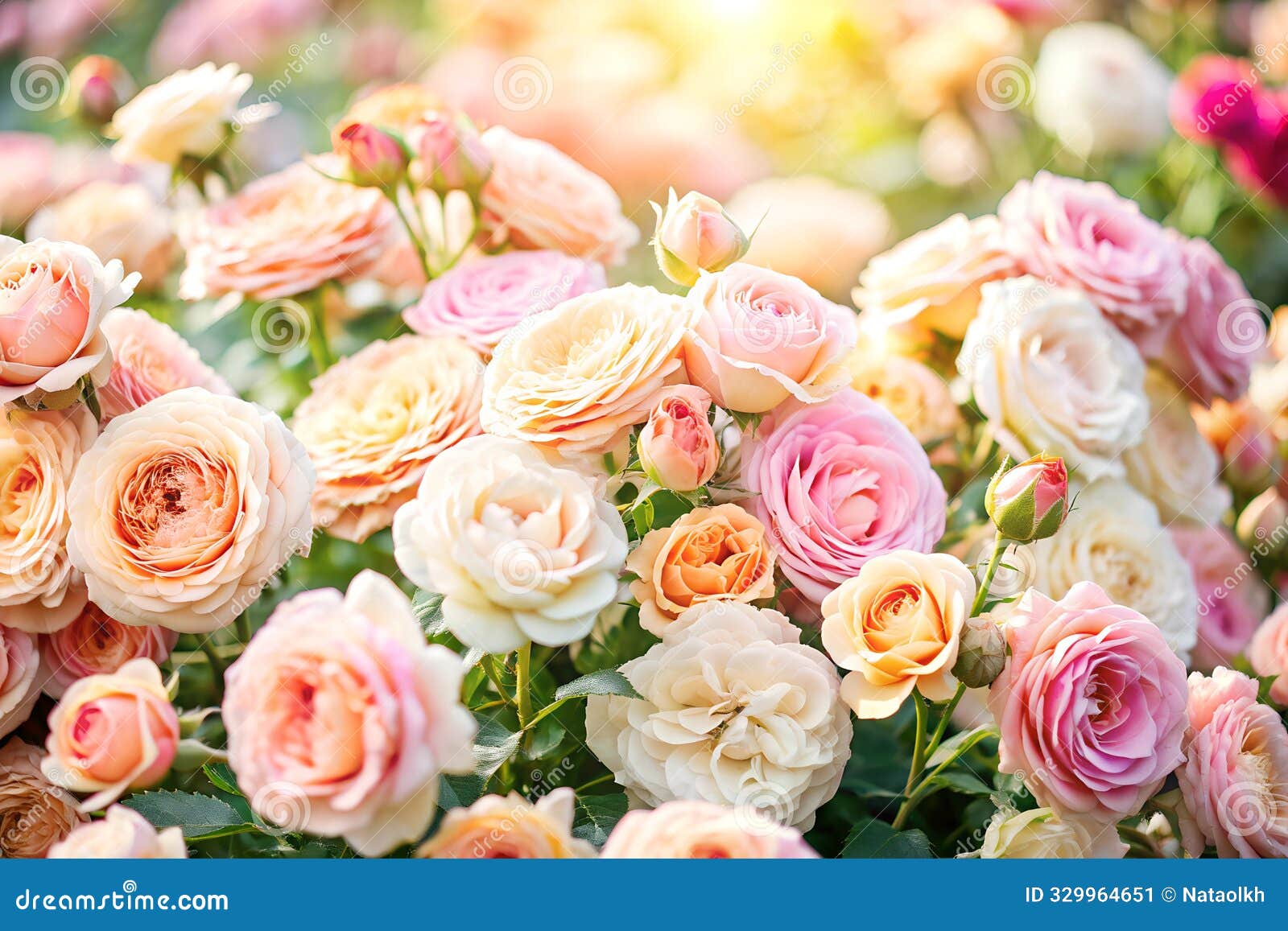 a delicate backdrop of exquisite roses.