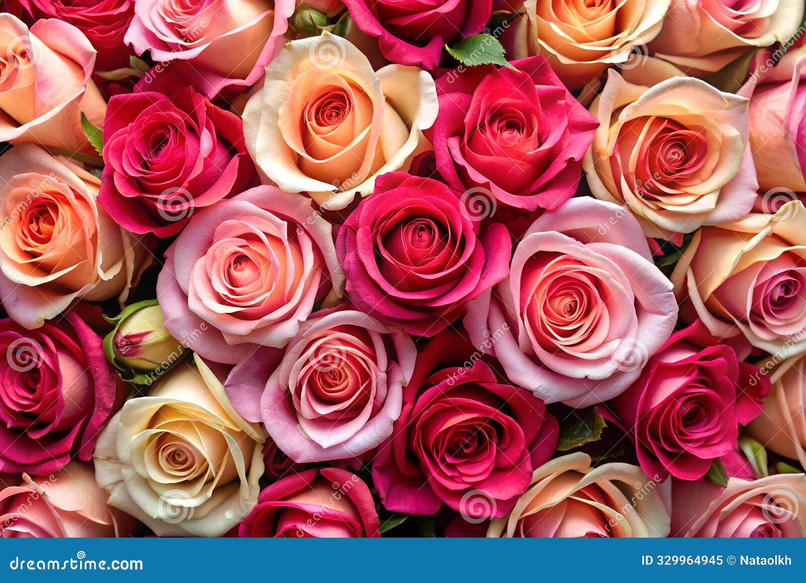 a delicate backdrop of exquisite roses.