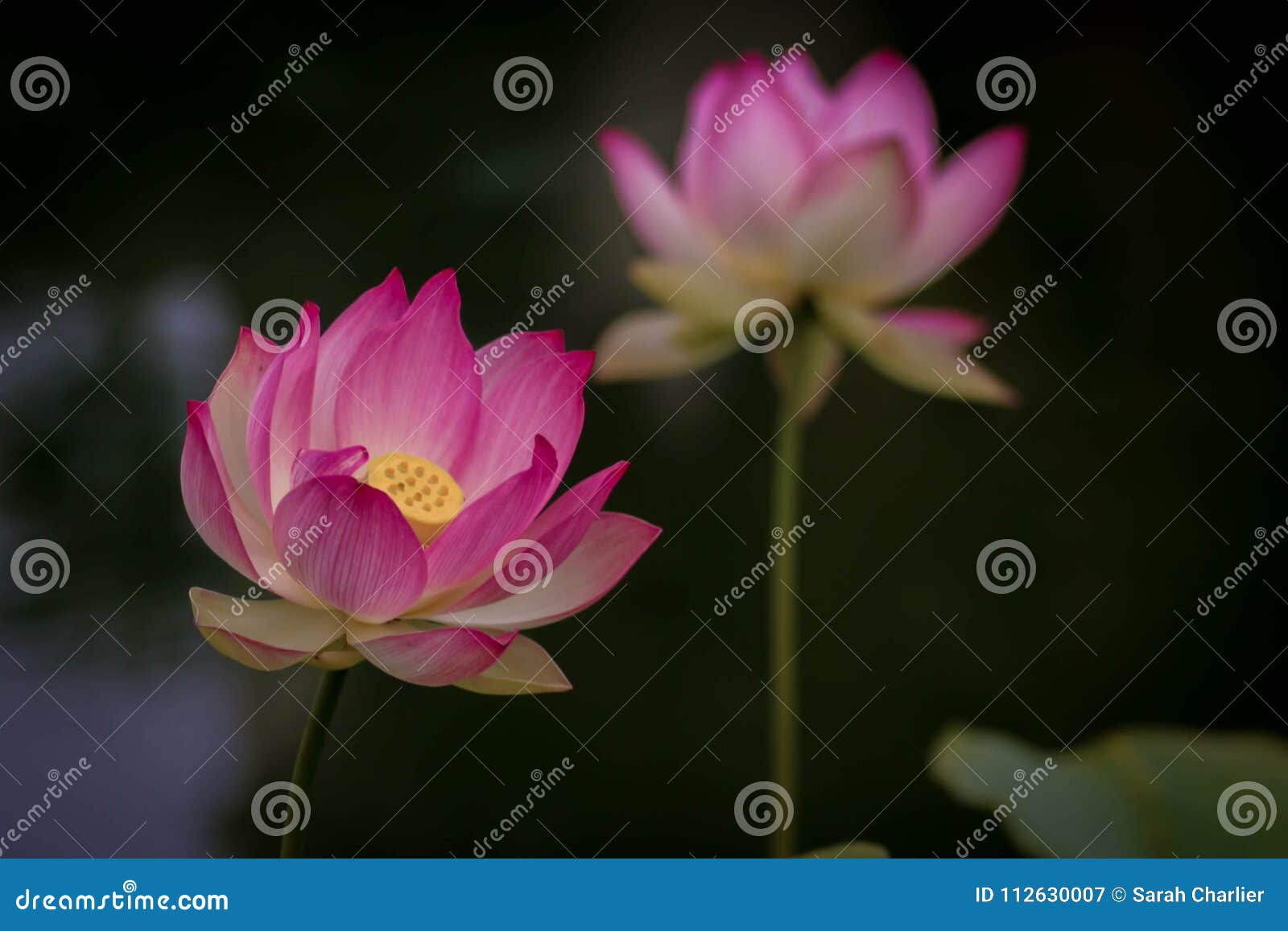 lotus flowers, izing growth and new beginnings