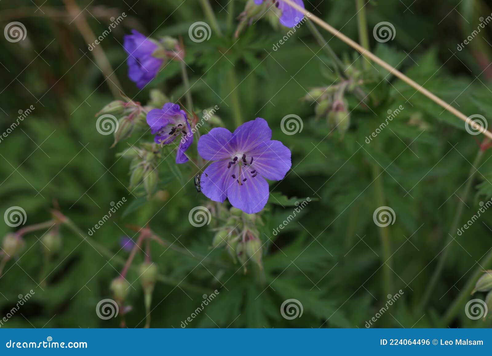 Delicate Blue Flowers of the Meadow Geranium Stock Photo Image of
