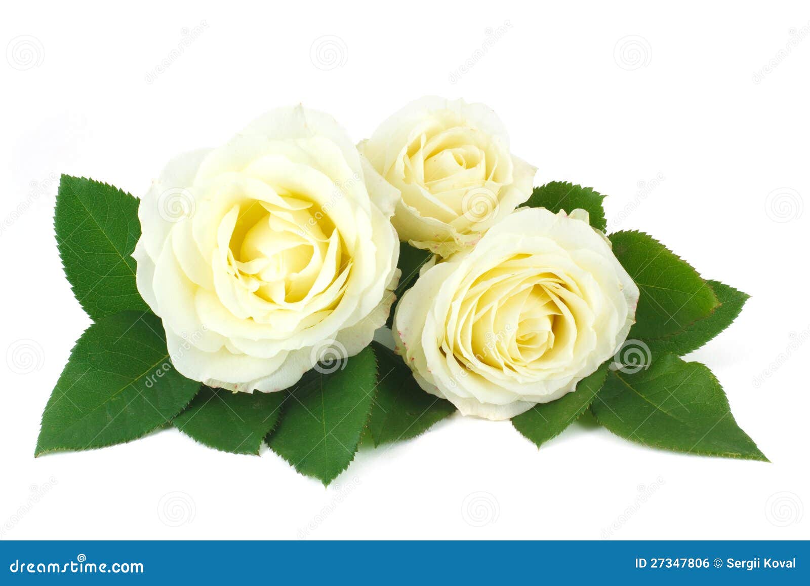 Delicate Bouquet of Creamcolored Roses Stock Photo Image of foliage