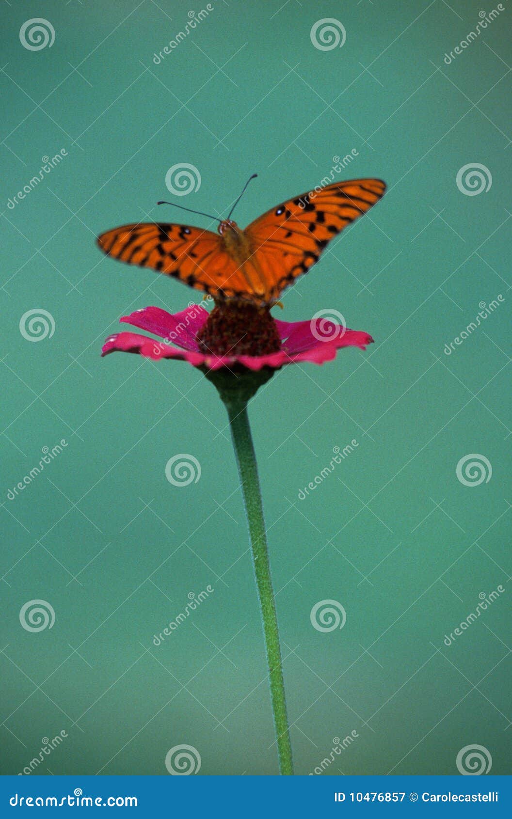 A Delicate Butterfly Over a Flower Stock Image Image of republic